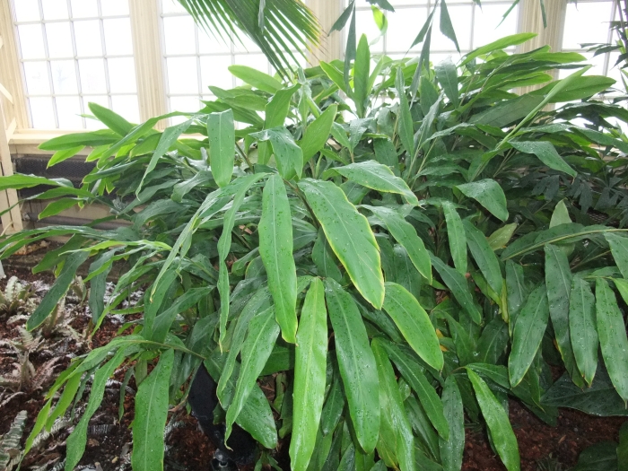 Elettaria cardamomum image