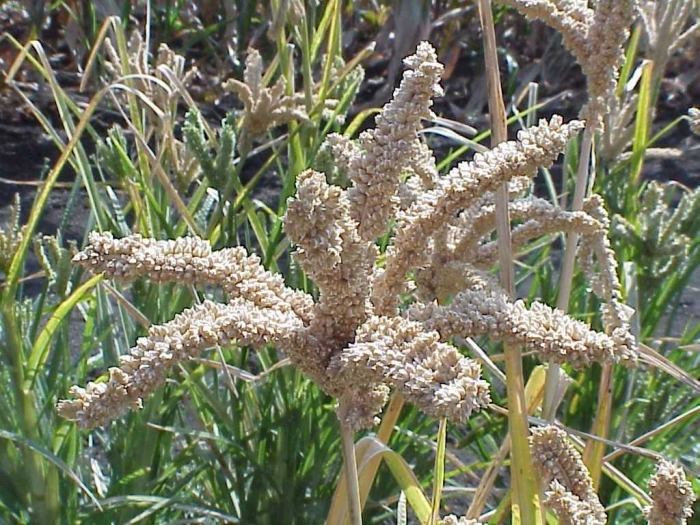 Eleusine coracana image