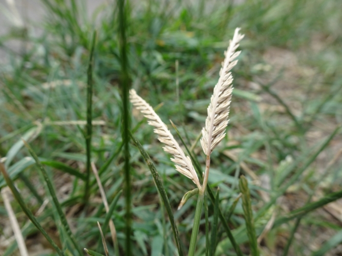 Eleusine indica image