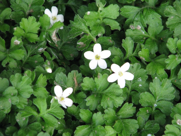 Ellisiophyllum pinnatum image