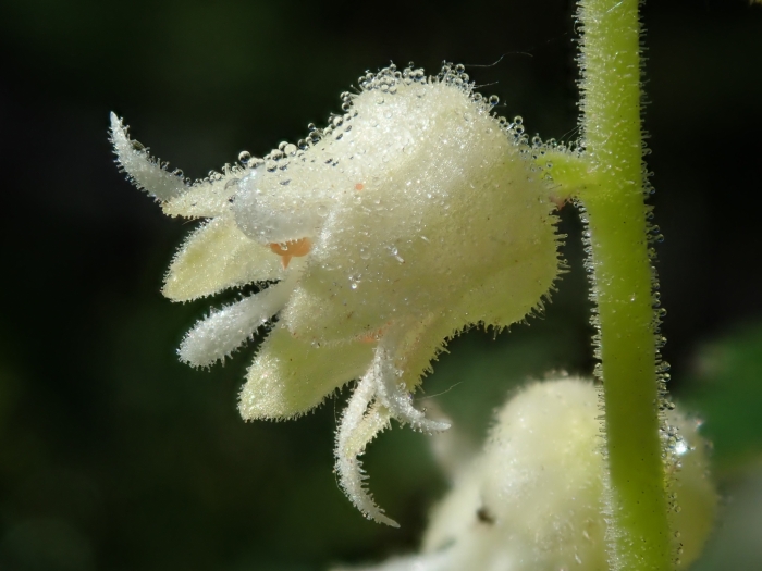 Elmera racemosa image