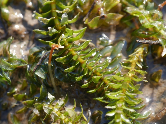 Elodea canadensis image