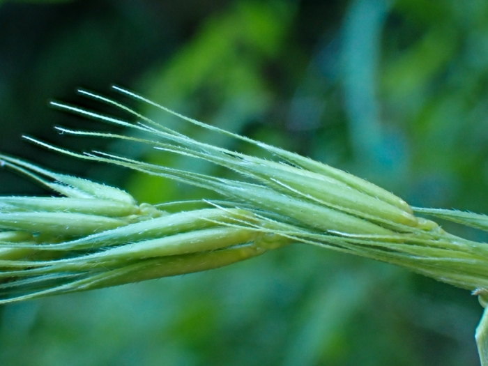 Elymus californicus image