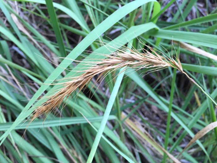 Elymus canadensis image