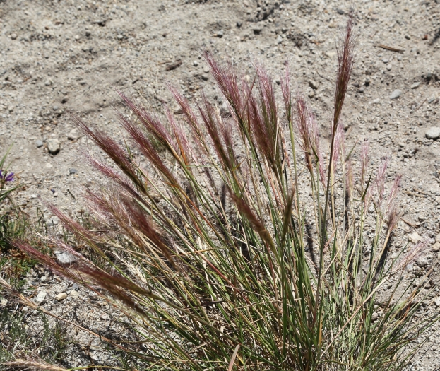 Elymus elymoides image