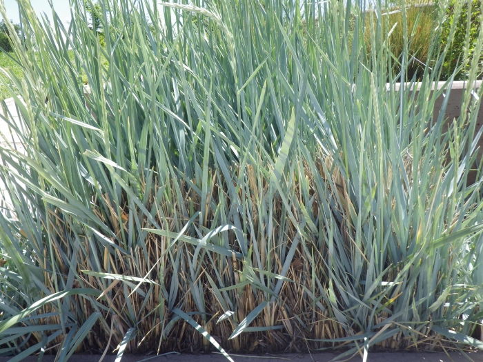 Elymus magellanicus image