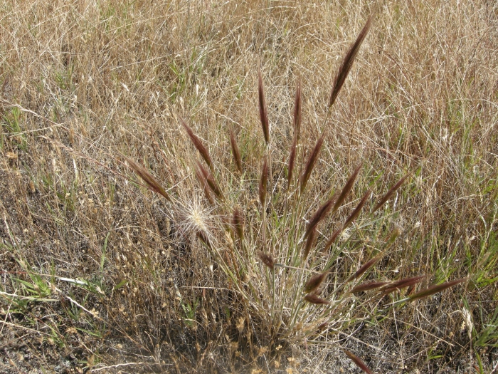 Elymus multisetus image