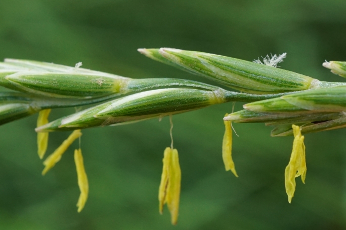 Elymus repens image