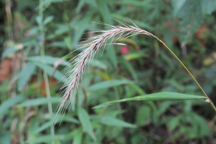Elymus riparius image