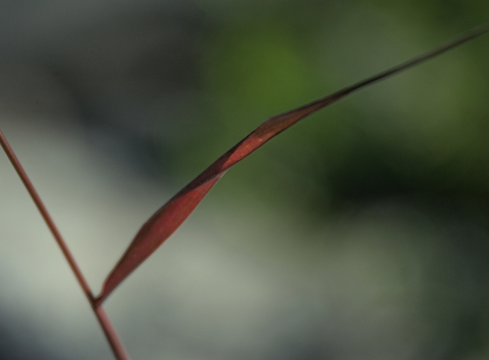 Elymus sibiricus image