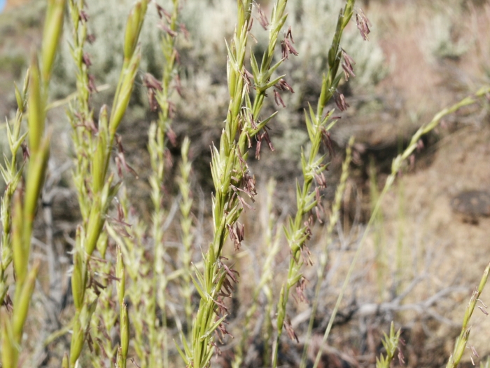 Elymus spicatus image