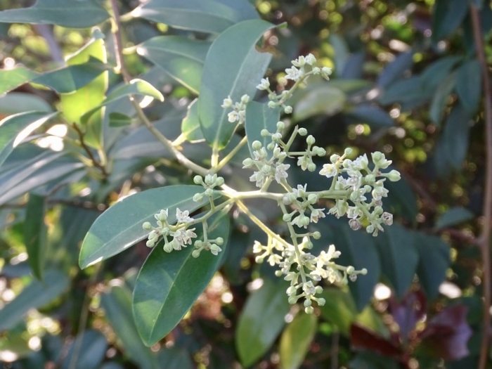 Embelia ribes image