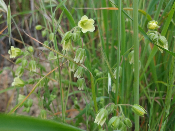 Emmenanthe penduliflora image