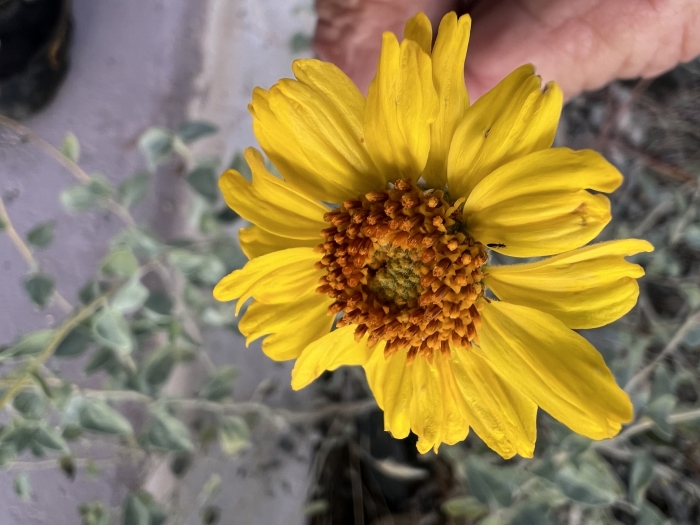 Encelia actoni image
