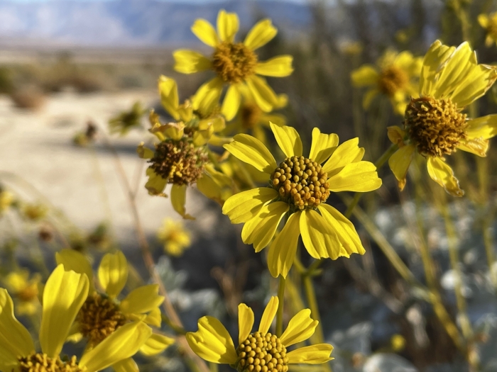 Encelia farinosa image