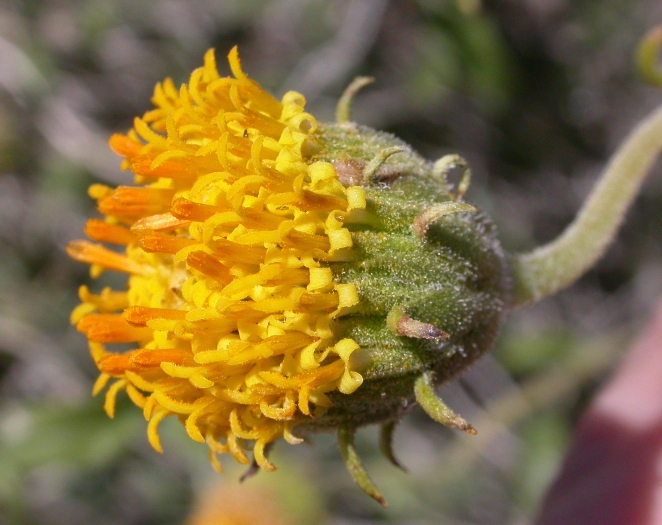 Encelia frutescens image