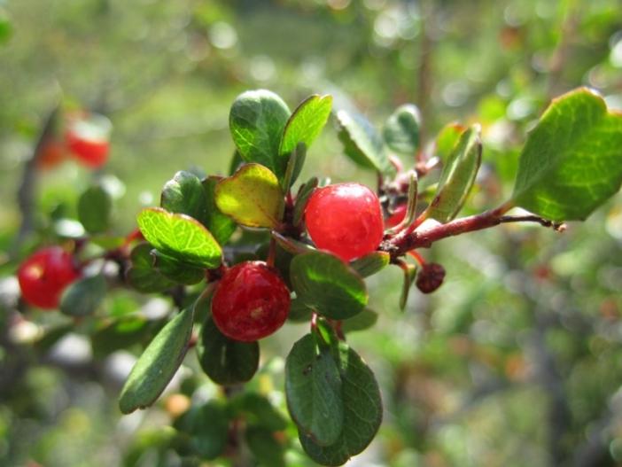 Rhamnus crocea image