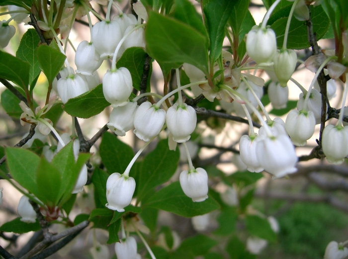 Enkianthus perulatus image