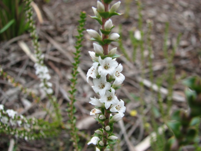 Epacris gunnii image