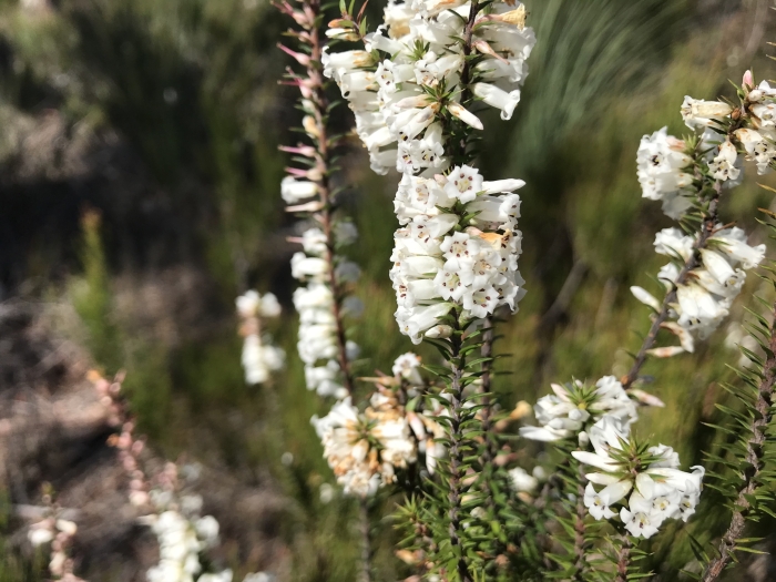 Epacris impressa image