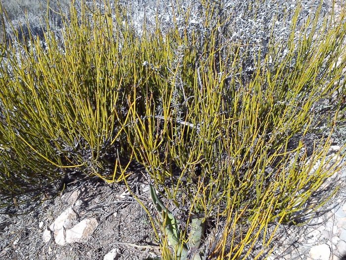 Ephedra antisyphilitica image