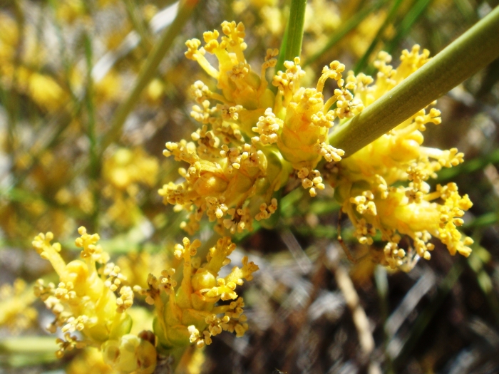 Ephedra aspera image