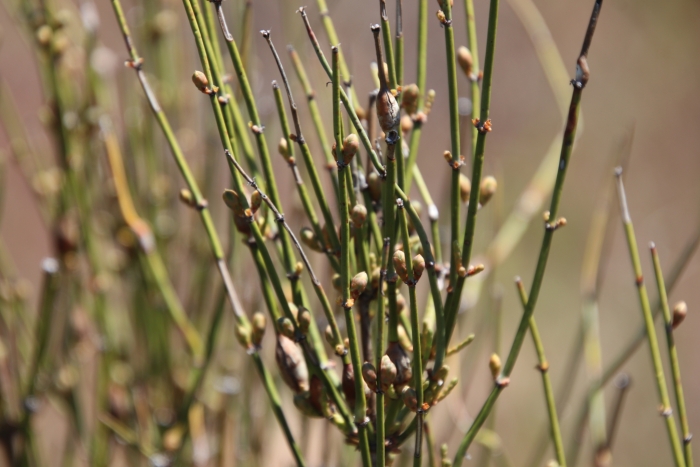 Ephedra californica image