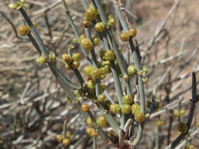 Ephedra torreyana image