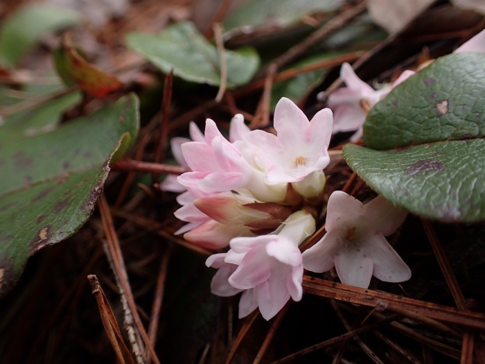 Epigaea repens image