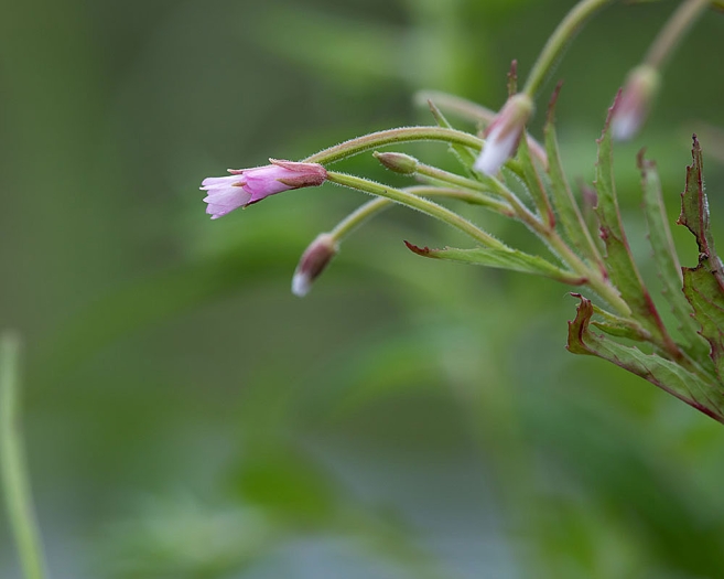 Epilobium coloratum image
