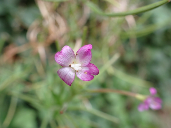 Epilobium parviflorum image