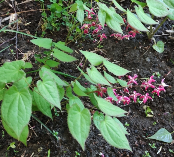 Epimedium alpinum image