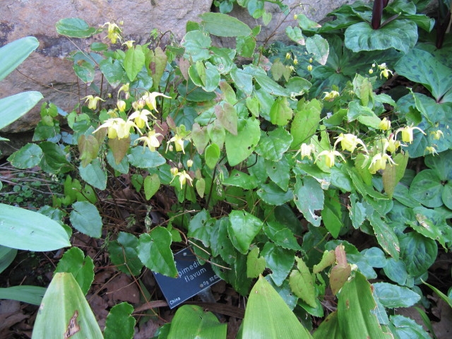 Epimedium flavum image