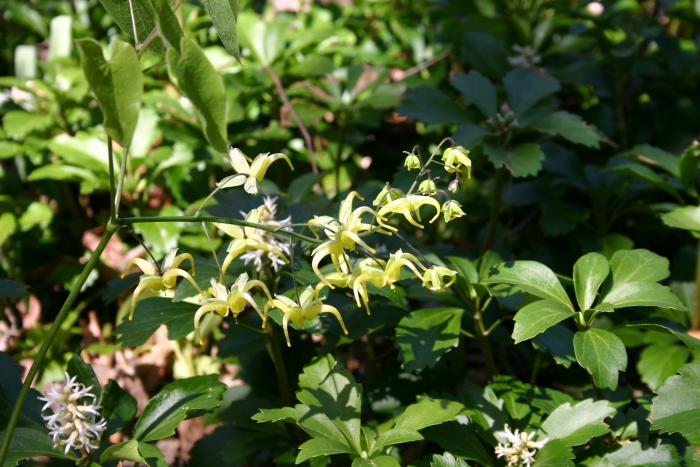 Epimedium lishihchenii image