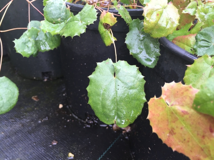Epimedium pauciflorum image