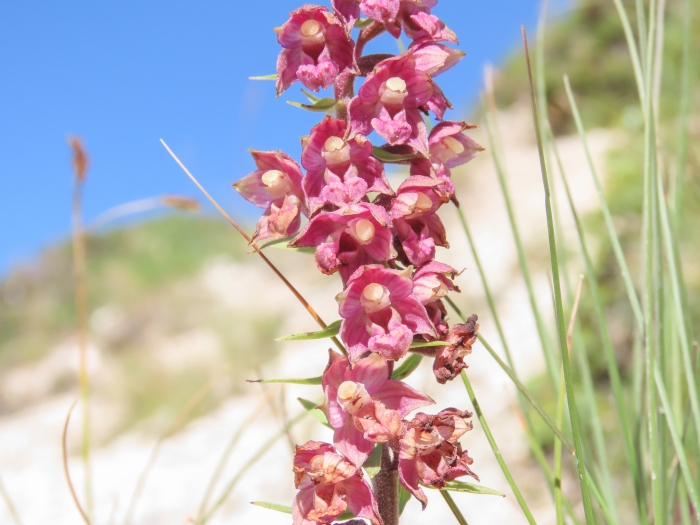 Epipactis atrorubens image