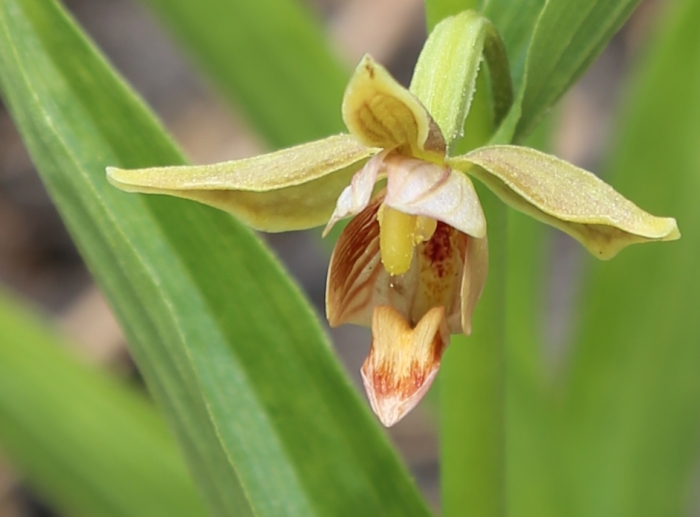 Epipactis gigantea image