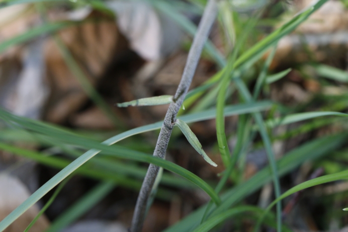 Epipactis microphylla image