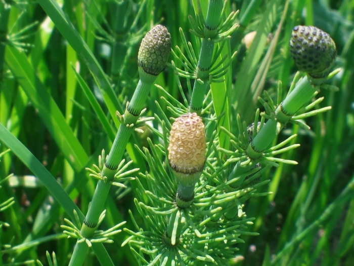 Equisetum fluviatile image