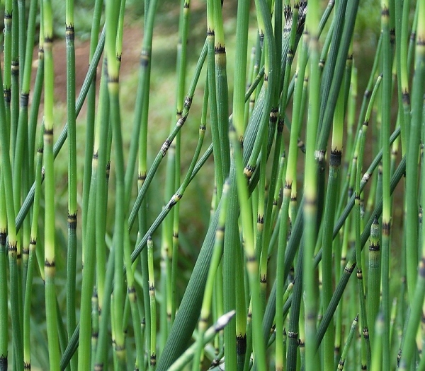 Equisetum giganteum image