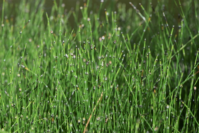 Equisetum scirpoides image