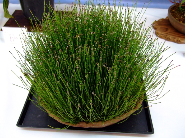 Equisetum variegatum image