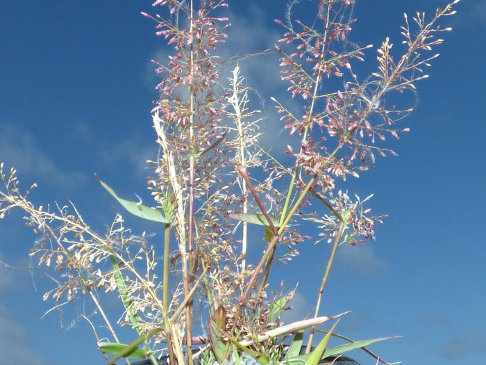 Eragrostis amabilis image