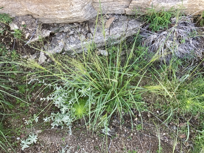 Eragrostis intermedia image