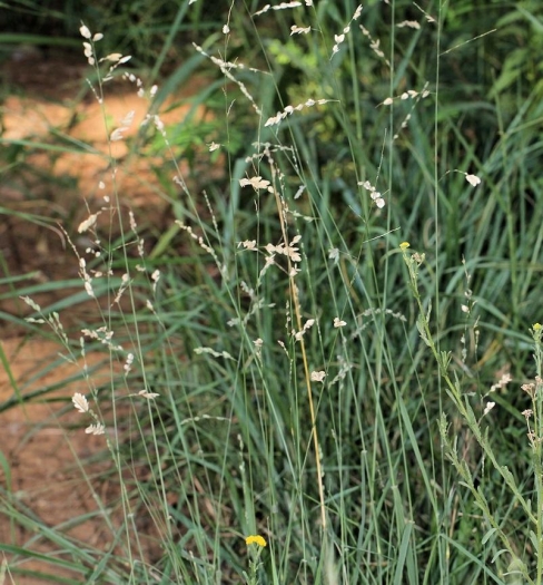 Eragrostis superba image