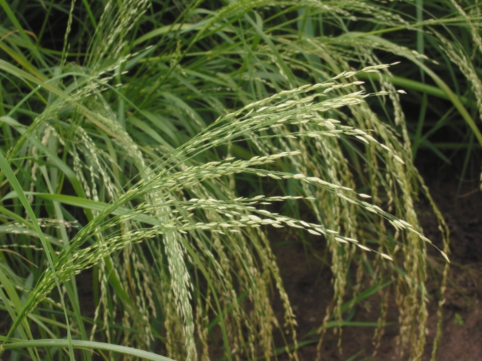 Eragrostis tef image