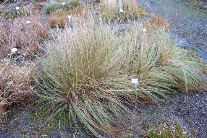 Eragrostis trichodes image