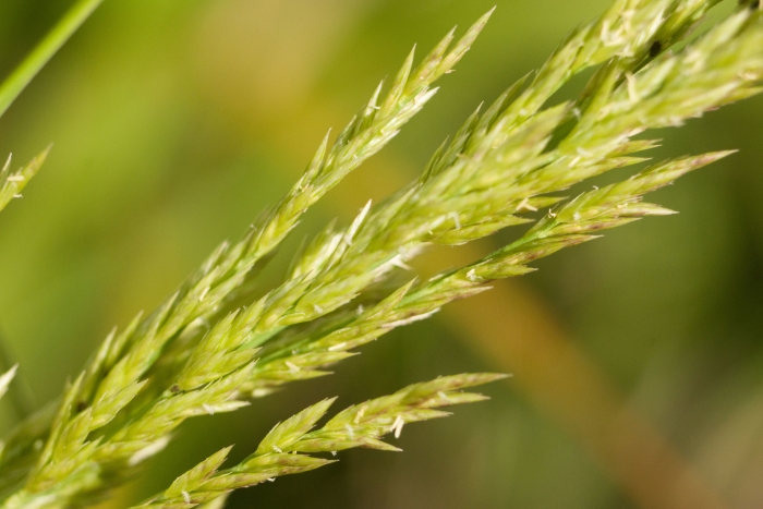 Eragrostis variabilis image