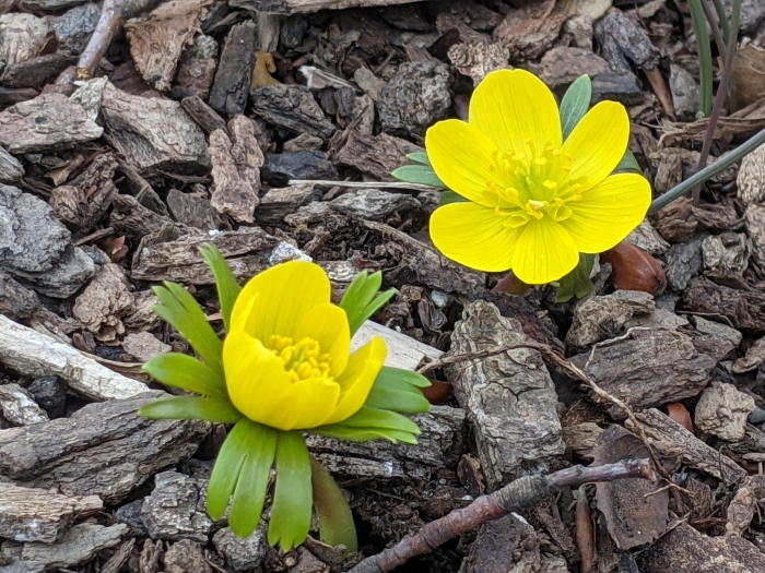 Eranthis hyemalis image