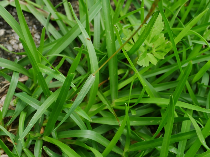 Eremochloa ophiuroides image